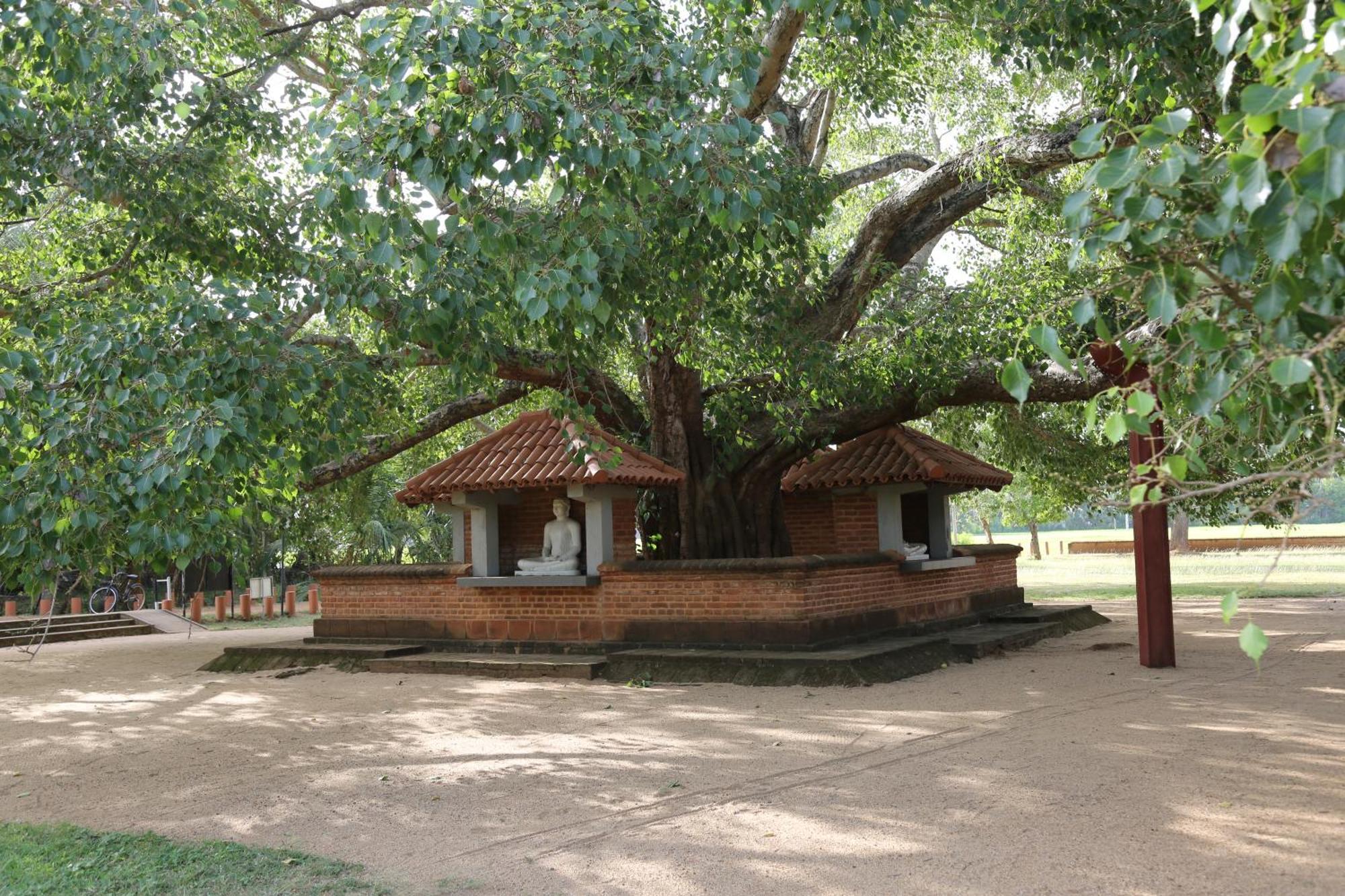 The Yala City Guest House Tissamaharama Εξωτερικό φωτογραφία